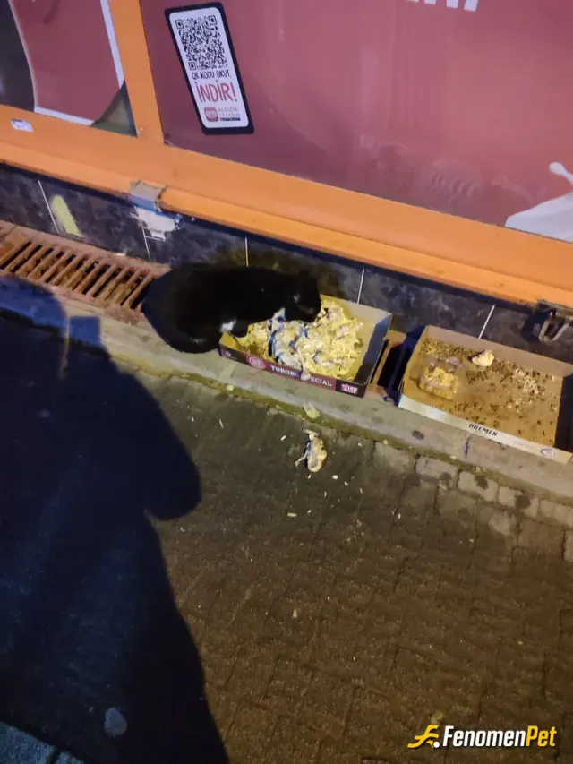 Sokak hayvanı besleme: :)