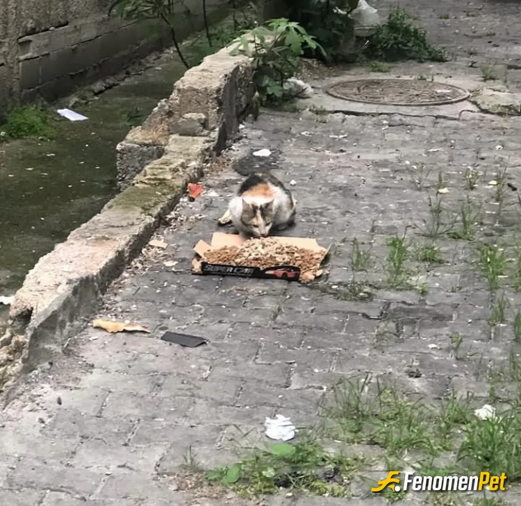 Cnmbendemir sokak hayvanını beslerken çektiği fotoğraf