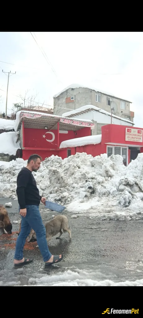 Sokak hayvanı besleme: Düzenli olarak yenek ve mama veriyorum.