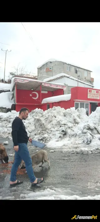 Sokak hayvanı besleme: Düzenli olarak yenek ve mama veriyorum.
