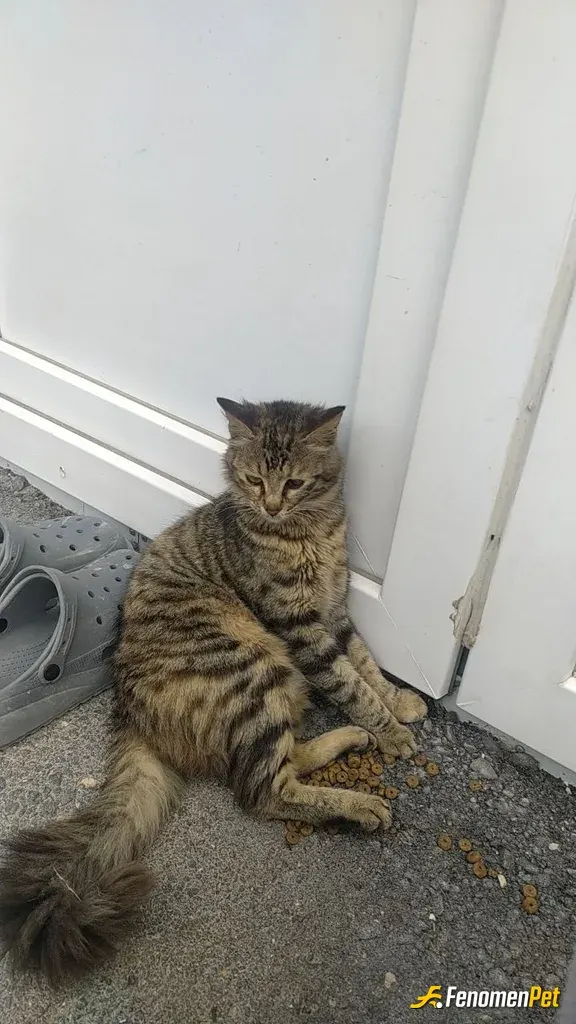 Sokak hayvanı besleme: yemek su elimizden geldiğince❤️