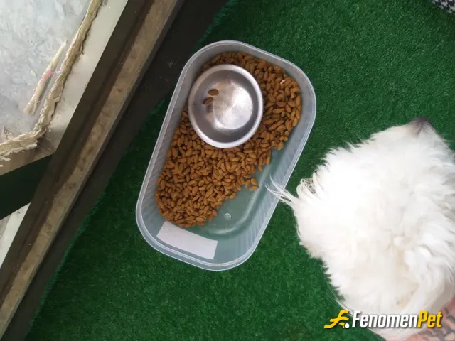 Sokak hayvanı besleme: Sokaktan sahiplendigim tam 1 köpegim ve 3 kedim var aylık 50kg mama yardımı sagliyorum