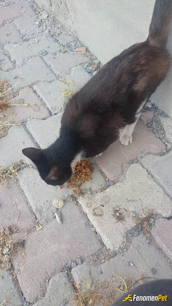 Sokak hayvanı besleme: #Fenomenpet #PatiDostu