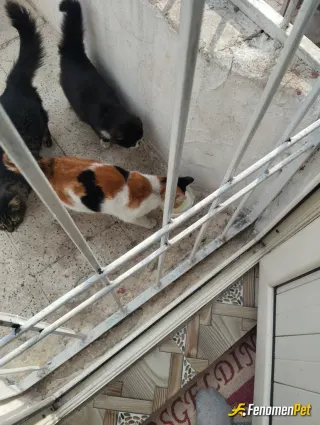 Sokak hayvanı besleme: Kedileri bekliyorum