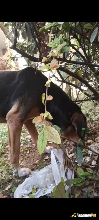 Sokak hayvanı besleme: İlk önce bu ince davranışından dolayı çok ediyorum benimde köpeğim var ve hyvanlari inanılmaz seviyirum geneld
