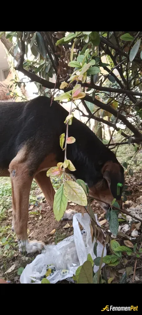 Sokak hayvanı besleme: İlk önce bu ince davranışından dolayı çok ediyorum benimde köpeğim var ve hyvanlari inanılmaz seviyirum geneld