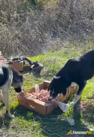 Sokak hayvanı besleme: Restorantımızda kalan kemik ve ekmek parçalarına sokaktaki dostlarımıza vermek boynumuzun borcu... #FENOMENBET