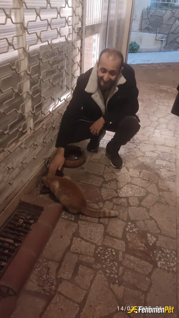 Sokak hayvanı besleme: şu ve mama ihtiyacı ni karşıladım