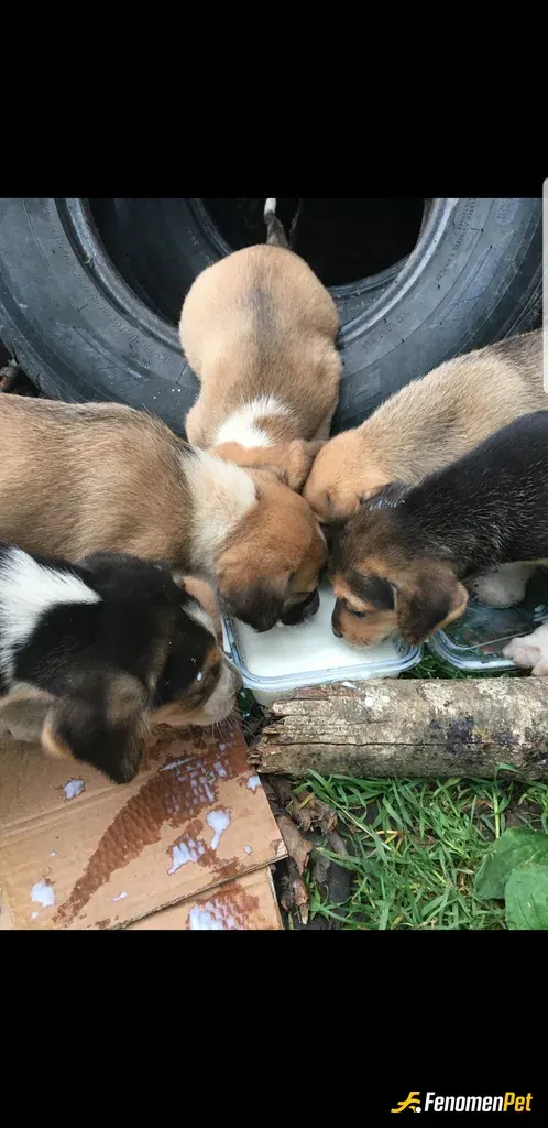 Sokak hayvanı besleme: Marketten aldığım sürü yavru köpekler vererek