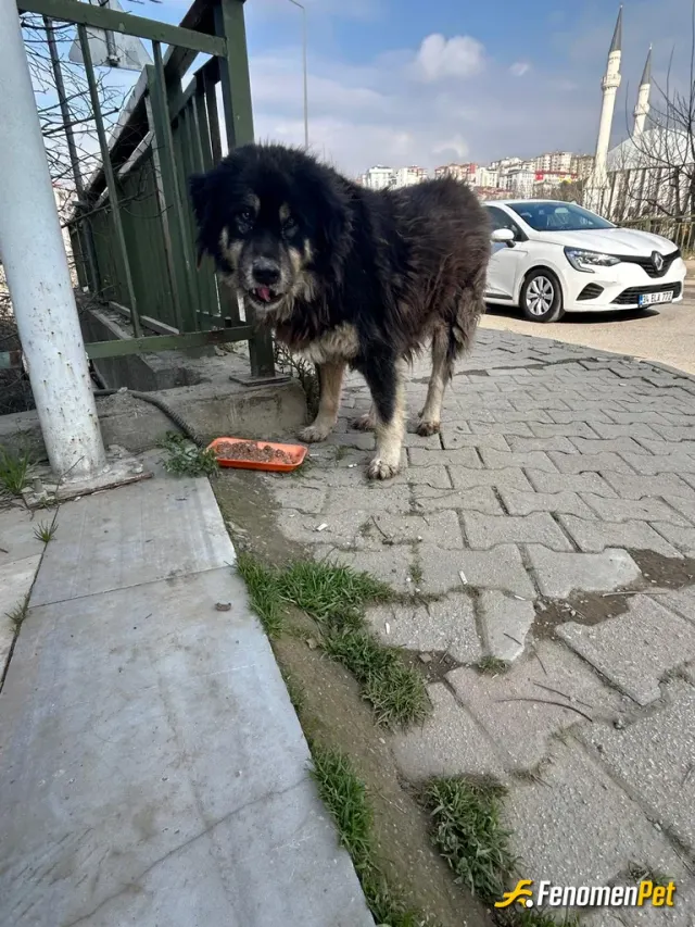 Sokak hayvanı besleme: Kocabas :)