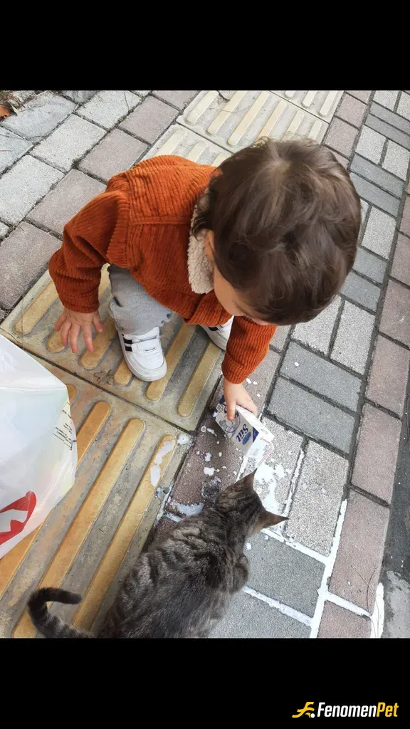 Sokak hayvanı besleme: Kediler süte bayılıyor marketten hemen aldık verdik. Teşekkürler Fenomenpet