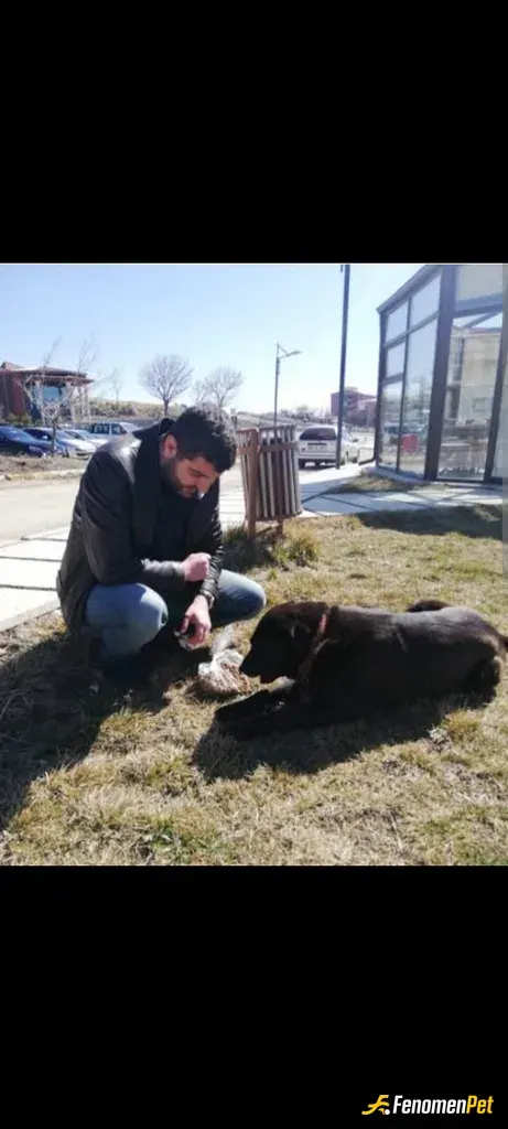 Sokak hayvanı besleme: Allah kimseyi açta açıkta bırakmasın 1 kab yemek su dan kimse hiç bişey kaybetmez