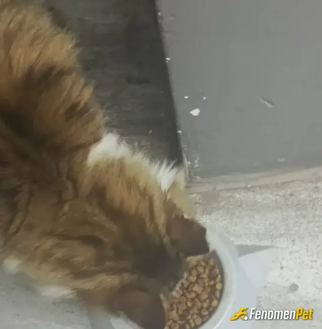 Sokak hayvanı besleme: ❤️