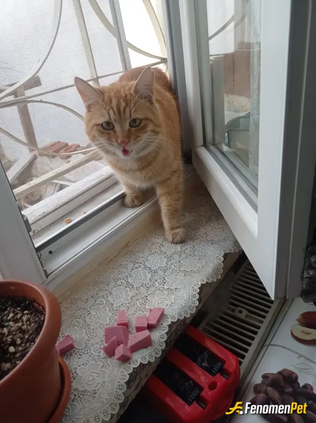 Sokak hayvanı besleme: #Fenomenpet Fenomenbet pati dostu
Mutfak camına gelen minik partili dostum alıştı hergün besliyorum😊