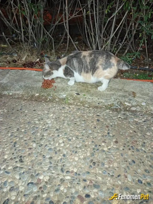 Sokak hayvanı besleme: #fenomenpet patidostum