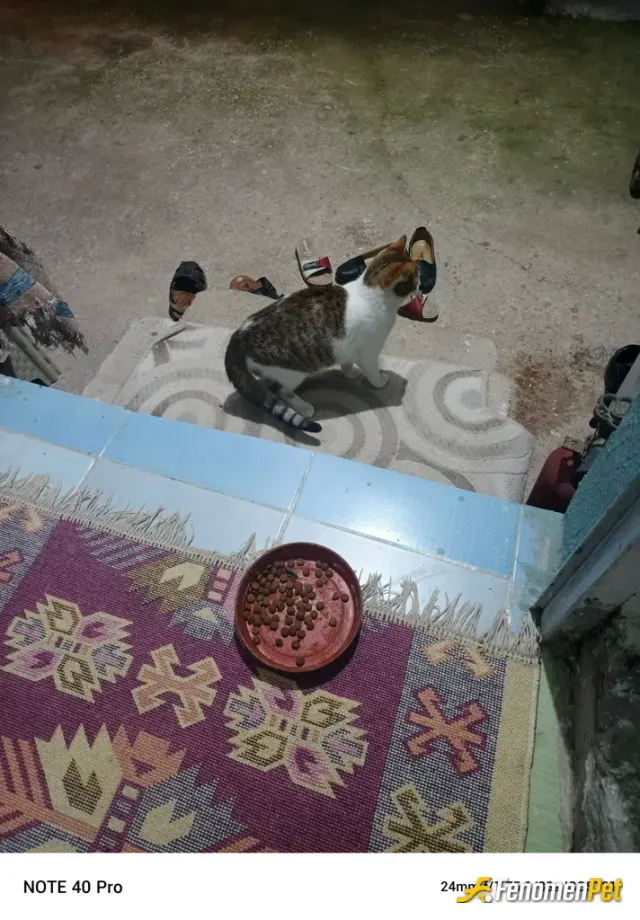 Sokak hayvanı besleme: Güzel bir etkinlik