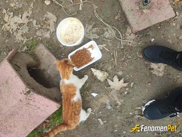 Sokak hayvanı besleme: #Fenomenpet Fenomenbet Pati Dostu