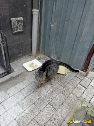 Sokak hayvanı besleme: Elimizden geldiğince.