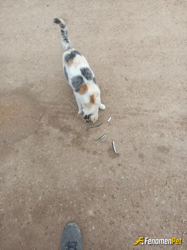 Sokak hayvanı besleme: Balıkçıyım ben her gün onlarca kedi besliyorum. Çok hayvanseverimdir.