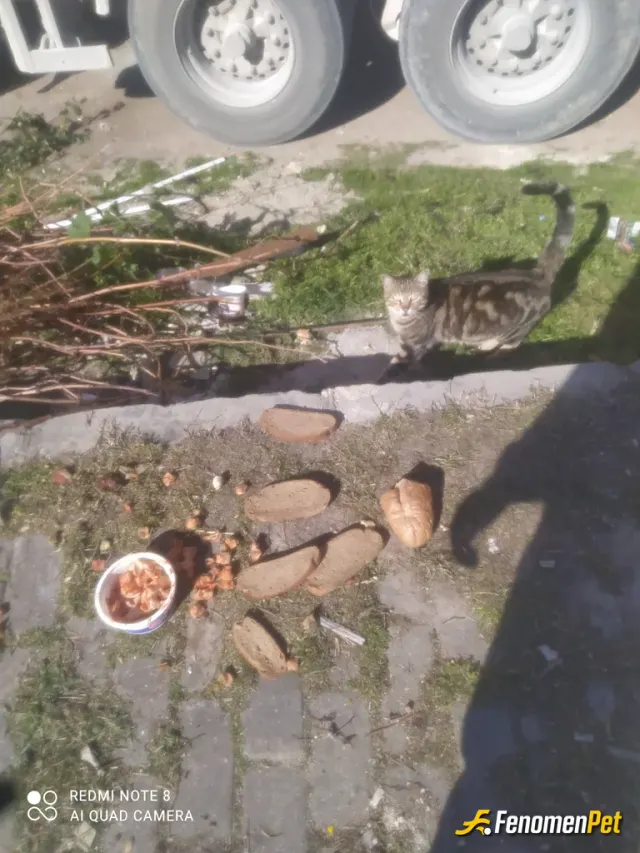 Sokak hayvanı besleme: CAN