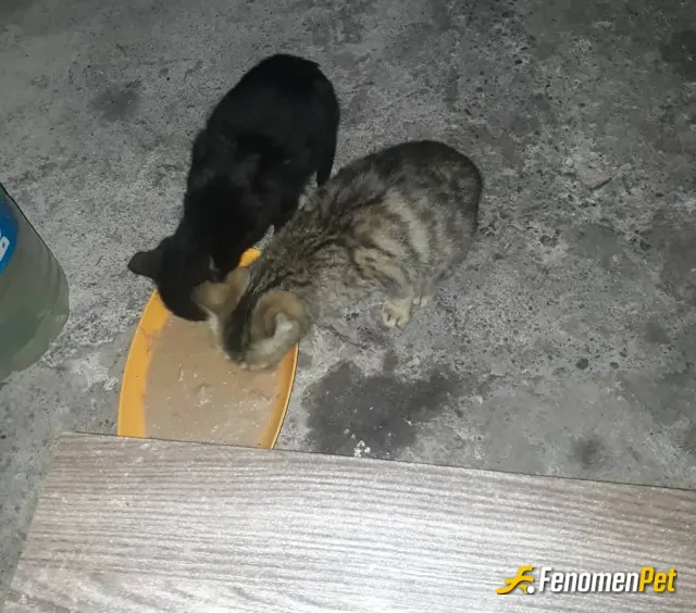 Sokak hayvanı besleme: 2 patili dostumuza yaş mama verdik 🙏