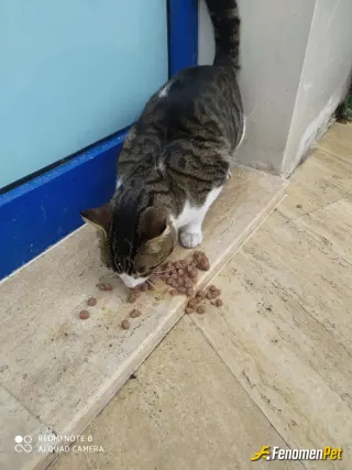 Sokak hayvanı besleme: #Fenomenpet Fenomenbet Pati Dostu

#Fenomenbet - Fenomenbet Patiler de kazanır!