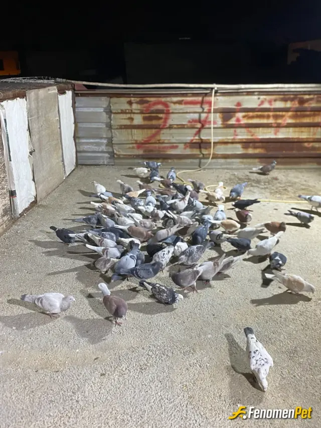 Sokak hayvanı besleme: Şimdilik bu var