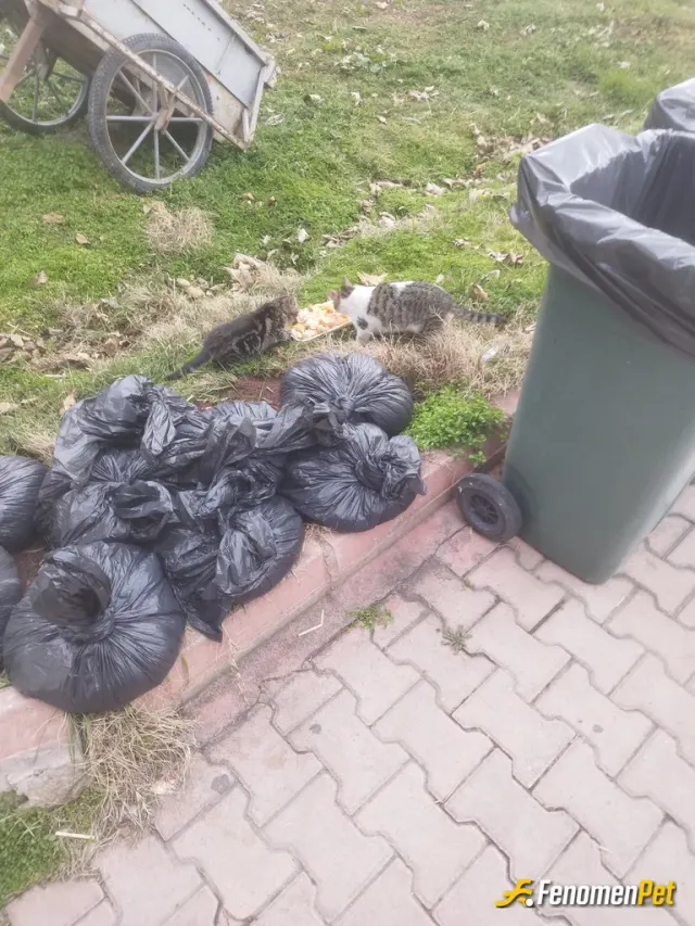 Sokak hayvanı besleme: Sokak Hayvanlarına Her zaman besliyorum ve yardımcı oluyorum