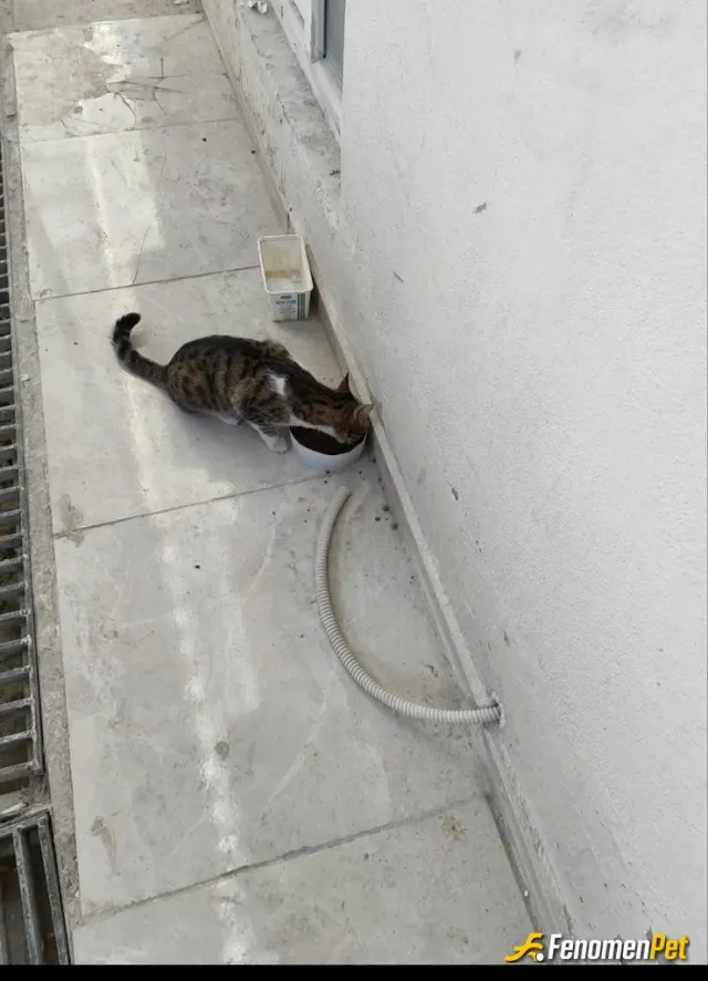Sokak hayvanı besleme: Güzek kızımız inci için beslenme saati😀