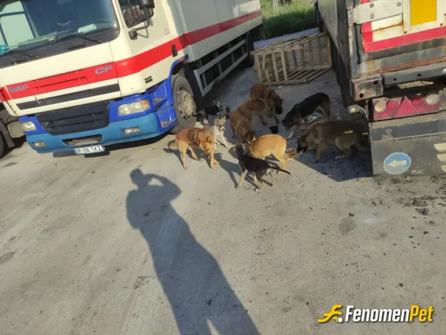 Sokak hayvanı besleme: Can