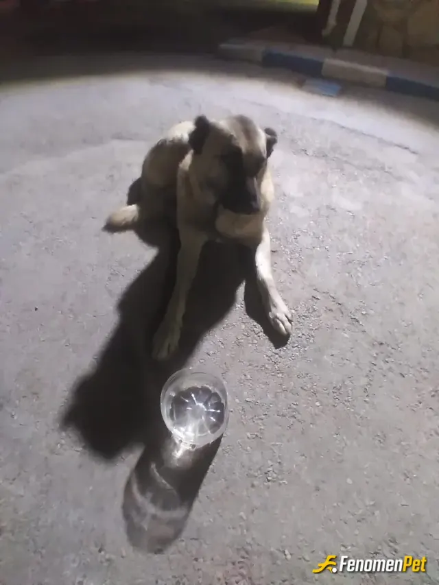 Sokak hayvanı besleme: Bizim sokak köpeğimiz paşa 🤗
