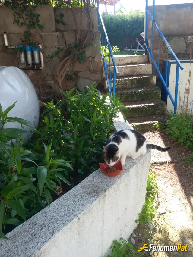 Sokak hayvanı besleme: Bu zorlu hava şartlarında bu küçük masum canlarimizi unutmayalim lütfen #Fenomenpet Fenomenbet Pati Dostu