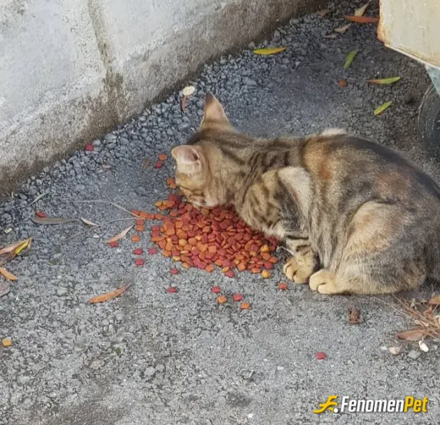 Sokak hayvanı besleme: mahallemde bulunan miniklere mama her zaman veriyorumm:)