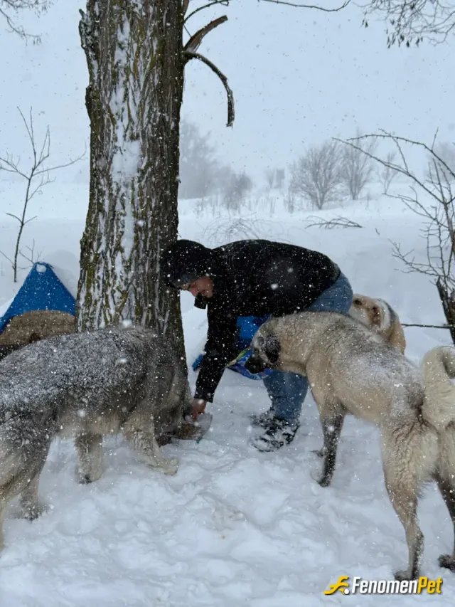 Sokak hayvanı besleme: #Fenomenpet Fenomenbet Payi Dostu soğukta etrafta hiç bir barınacakları bir yer yok