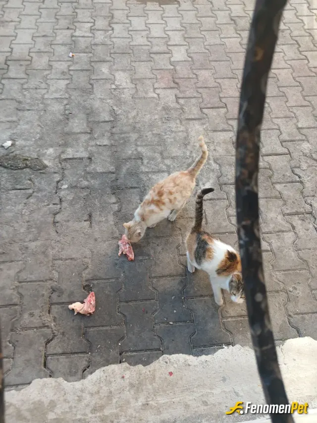 Sokak hayvanı besleme: Normalde 8 tane kedi var şuan iki tanesi burda durumum oldukça kirinti kemik veriyorum