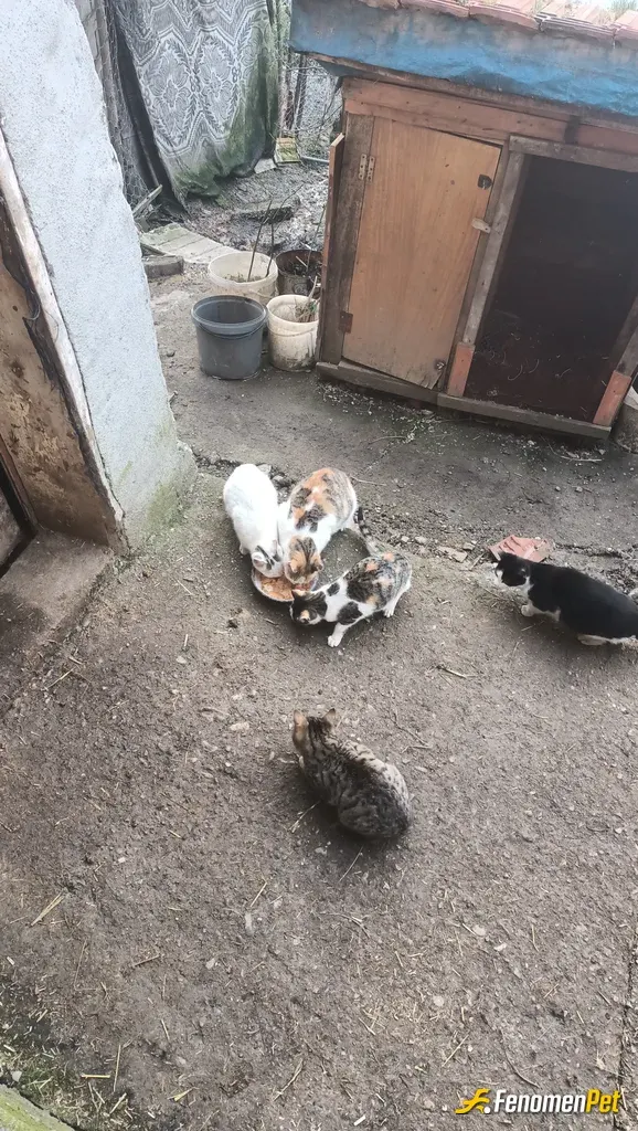 Sokak hayvanı besleme: Mahallemizde bulunan kedilere soğuk bir havada yemek verdim.
