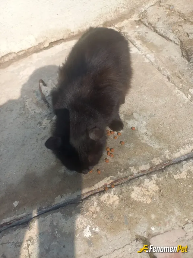 Sokak hayvanı besleme: #FENOMENPET
