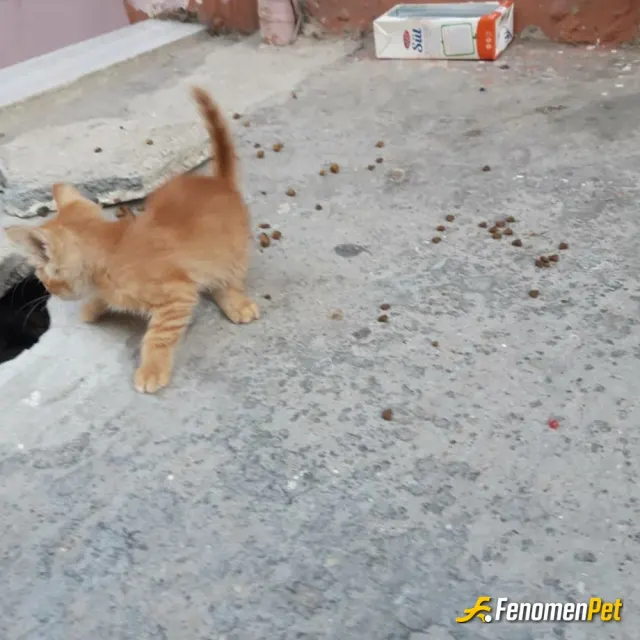 Sokak hayvanı besleme: #fenomenpet yavru kedi apartmanımızdan ayrılmıyolar annesiyle gördükce besliyorum