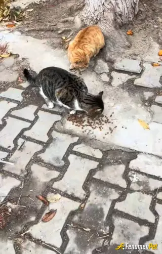 Sokak hayvanı besleme: Sahip çıkalım lütfen birsey kaybetmeyiz