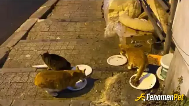 Sokak hayvanı besleme: #Fenomenpet Onlar da iftarını açtı :)