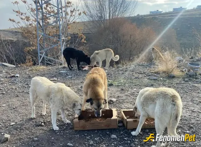 Sokak hayvanı besleme: #fenomenpet #fenomenbet