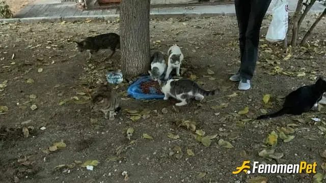 Sokak hayvanı besleme: #Fenomenpet  Köy kedisinin çırması fenadır 😊