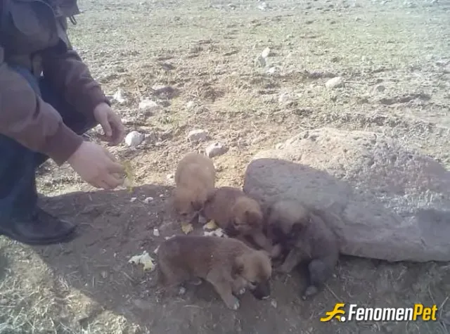 Sokak hayvanı besleme: #Fenomenpet o kadar güzel zamanda denk geldi ki, vesile olduğunuz için minnettarım...