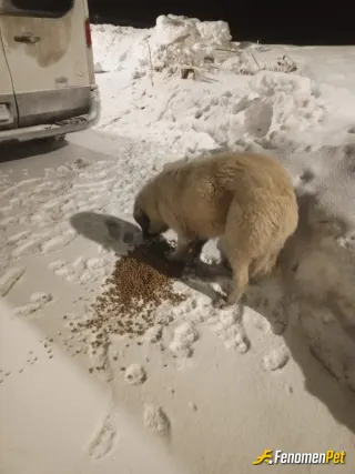 Sokak hayvanı besleme: Hayvanları çok seviyorum, kendi kedi ve köpeklerimde var, özel aracımla beraber sokak köpeklerini doğada zor koşullarda …
