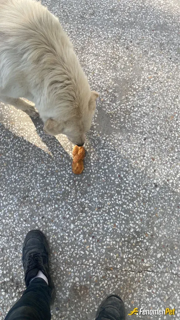 Sokak hayvanı besleme: Toplu yemek hizmeti veren biyerde calışıyorum. Artan tüm malzemeleri burdaki garip köpeklere veriyorum
