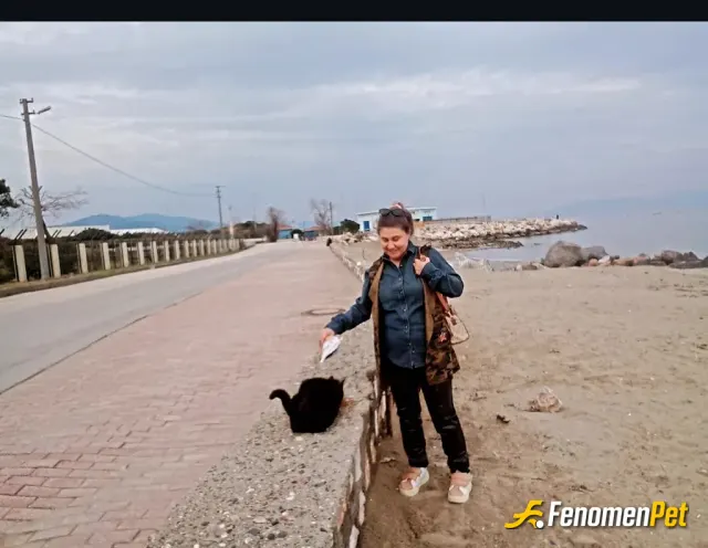 Sokak hayvanı besleme: Kedileri severim bütün hayvanlar candir
#Fenomenbet - Fenomenbet Patiler de