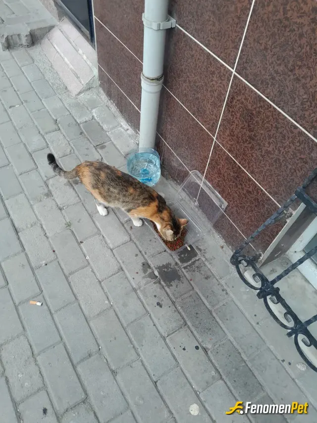 Sokak hayvanı besleme: #Fenomenpet Markete giderken karşıma çıktı acikmis  peşimden ayrılmadı 
Şimdi güzelce yemeğini yiyor