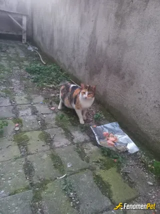 Sokak hayvanı besleme: Yakında anne :)