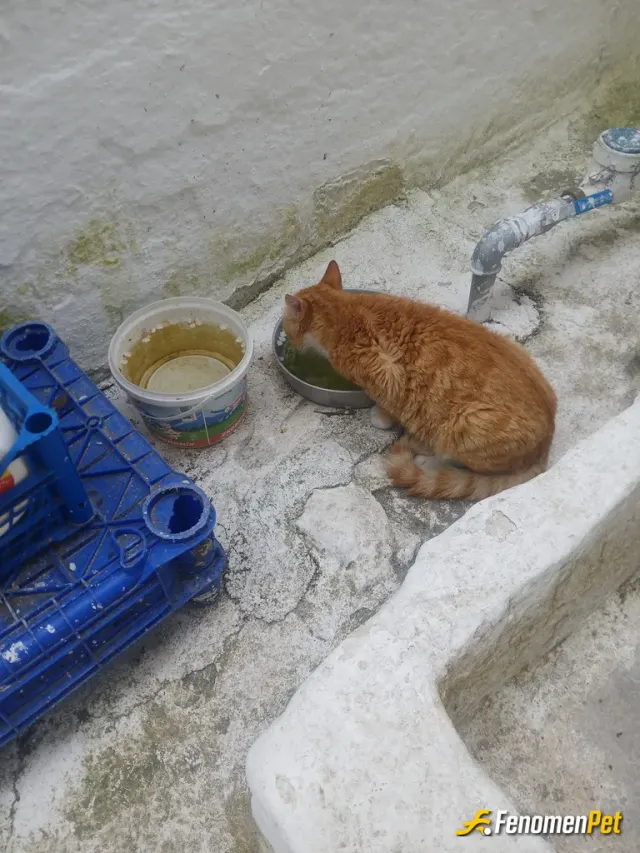 Sokak hayvanı besleme: Dili yok fakat insanlığı çok bu dostlarımızın.  Teşekkürler.