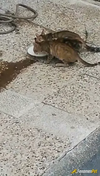 Sokak hayvanı besleme: Canlar ❤️